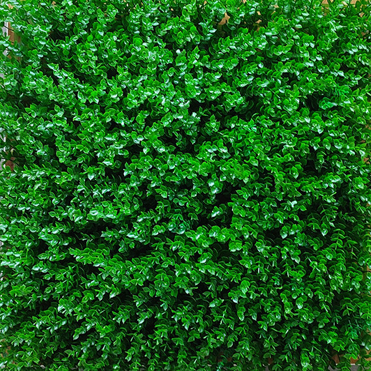 گرین وال شمشاد گل ریز